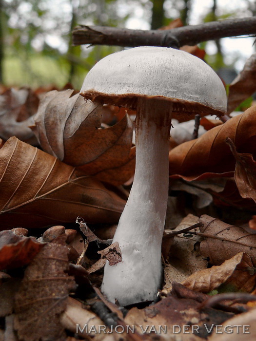 Lila gordijnzwam - Cortinarius alboviolaceus